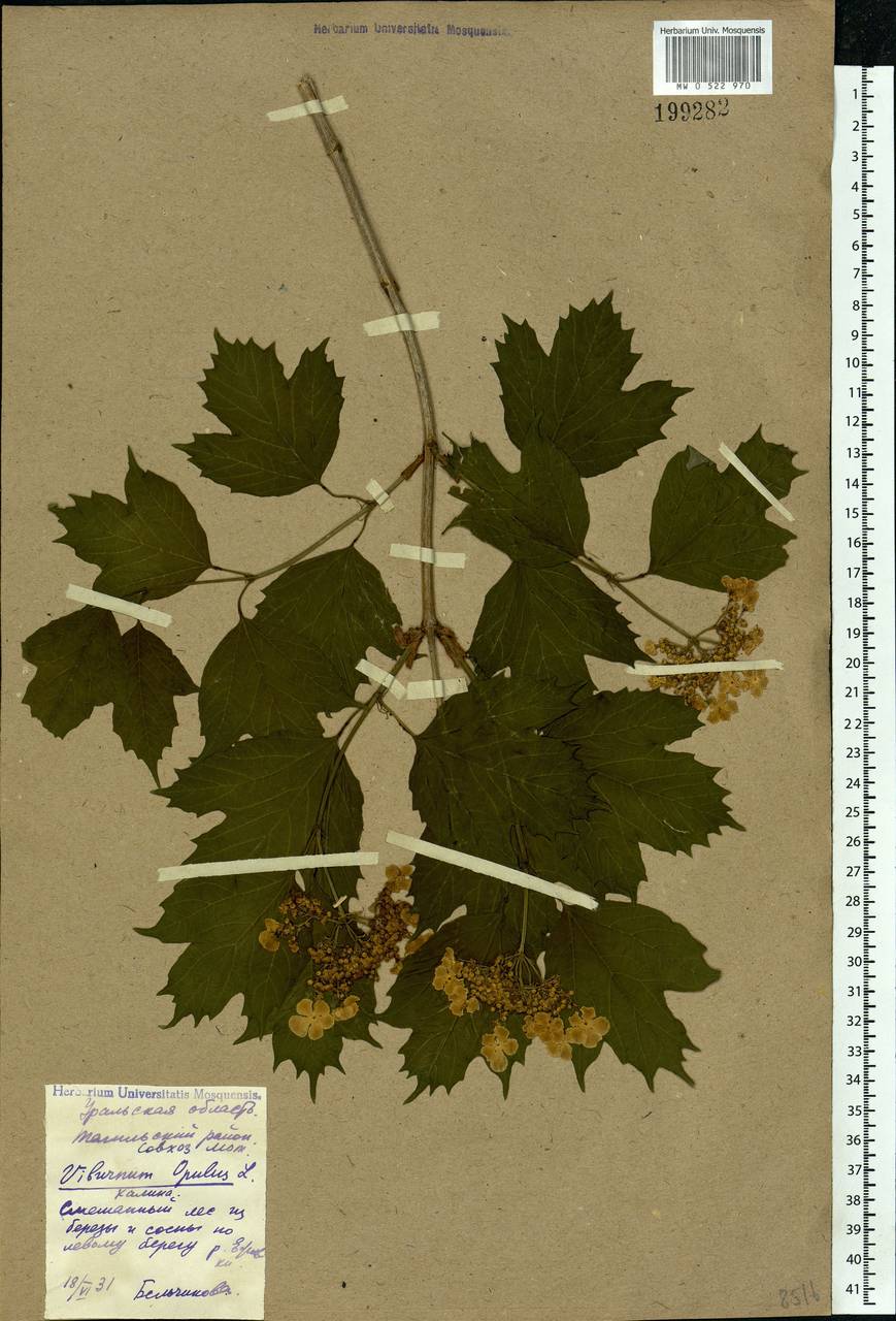 Viburnum opulus L., Eastern Europe, Eastern region (E10) (Russia)