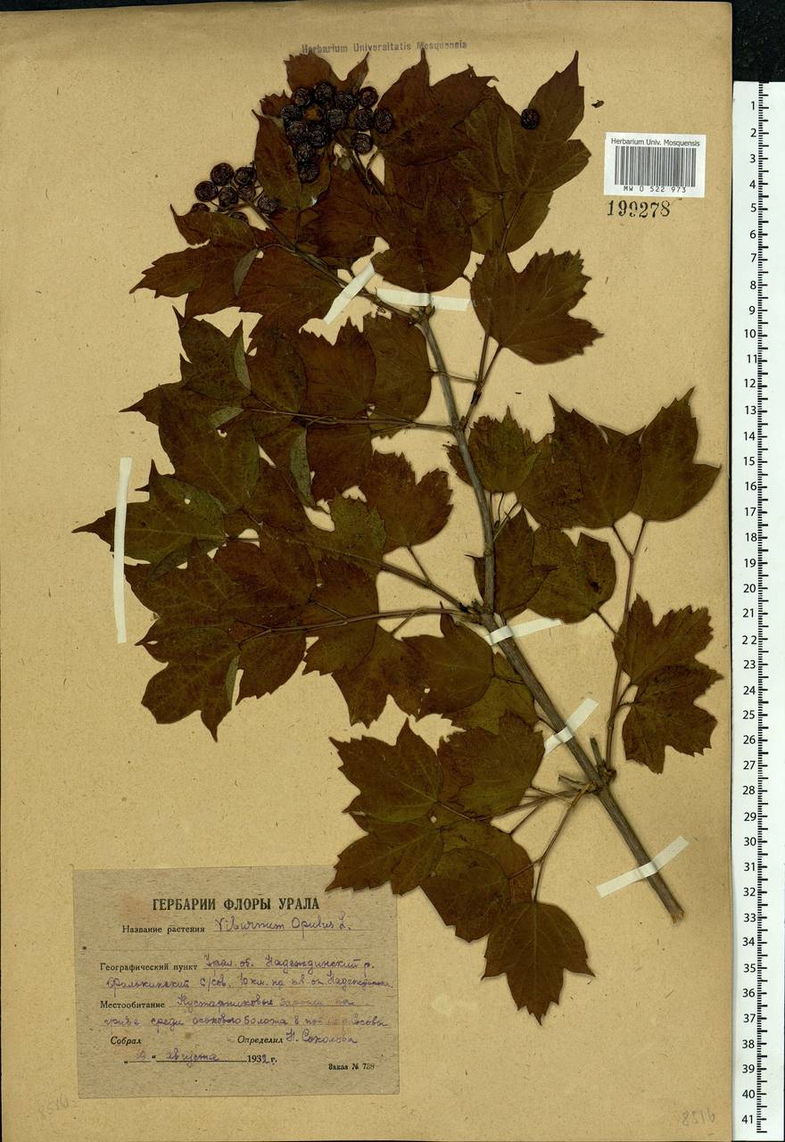 Viburnum opulus L., Eastern Europe, Eastern region (E10) (Russia)