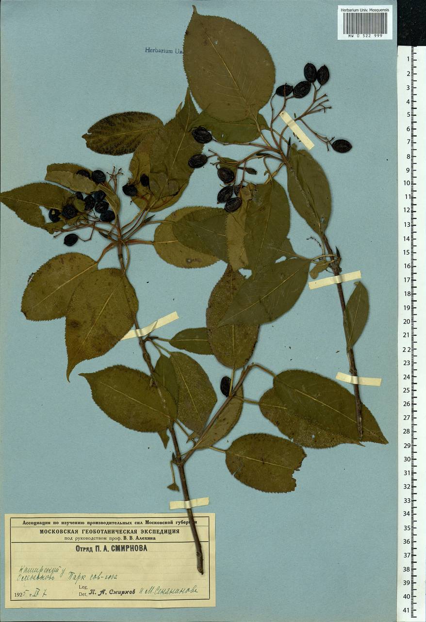 Viburnum tinus L., Eastern Europe, Central region (E4) (Russia)