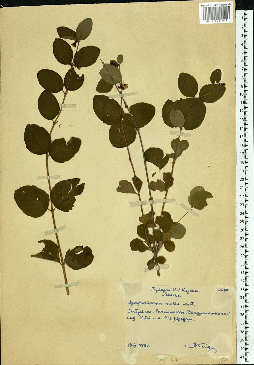 Symphoricarpos mollis Nutt. ex Torr. & A. Gray, Eastern Europe, Moscow region (E4a) (Russia)