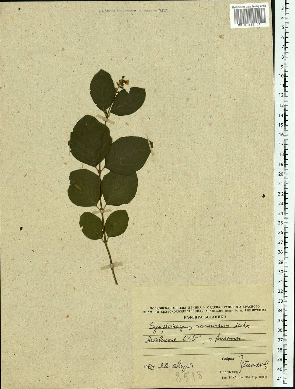 Symphoricarpos albus (L.) C. Koch, Eastern Europe, Lithuania (E2a) (Lithuania)
