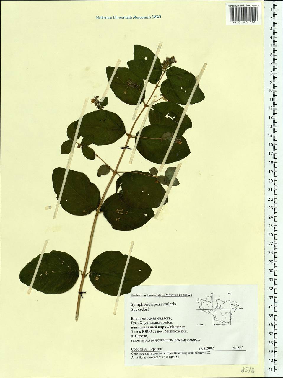 Symphoricarpos albus (L.) C. Koch, Eastern Europe, Central region (E4) (Russia)