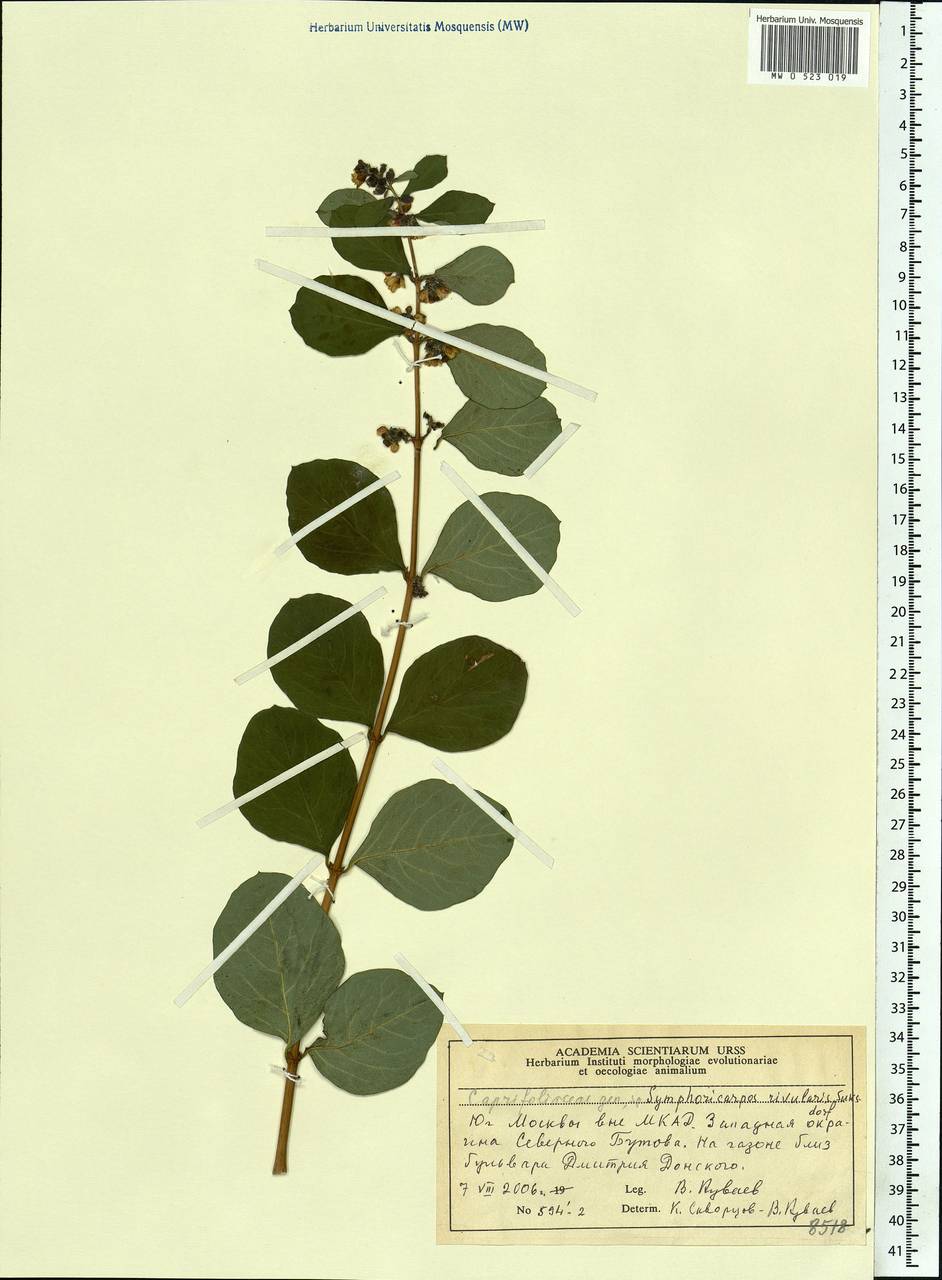Symphoricarpos albus (L.) C. Koch, Eastern Europe, Moscow region (E4a) (Russia)