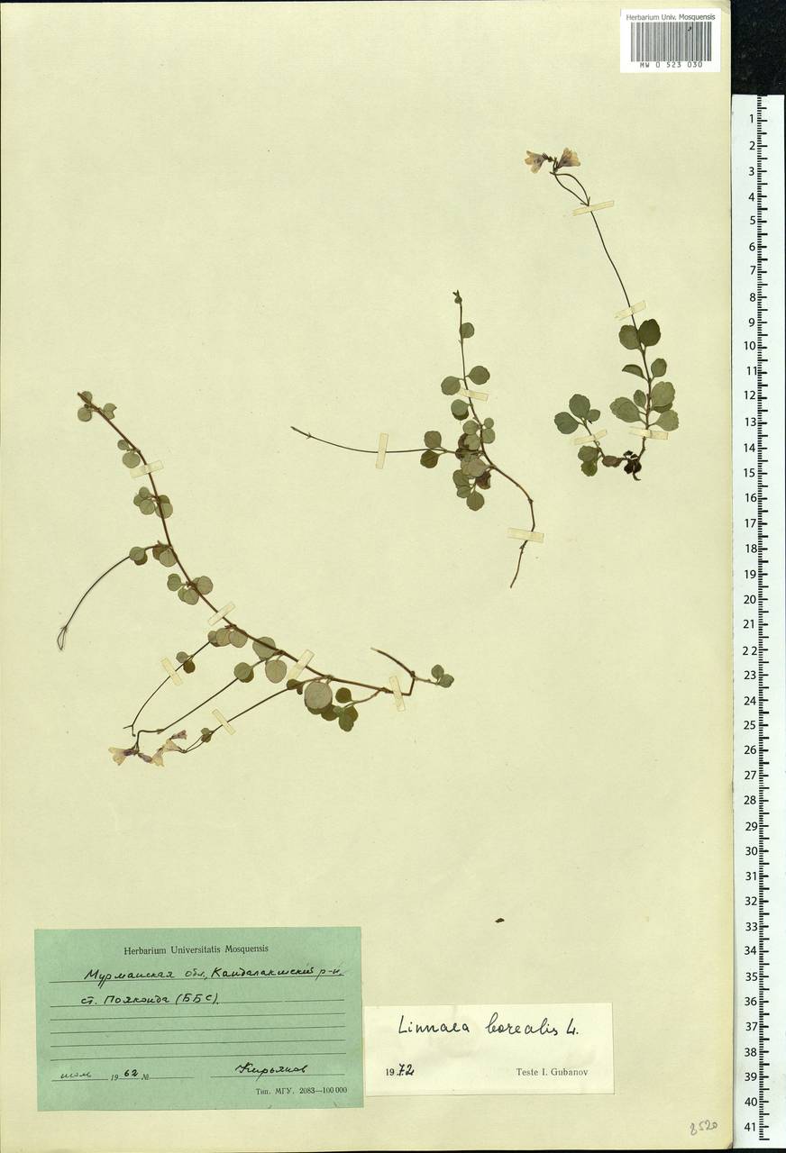 Linnaea borealis L., Eastern Europe, Northern region (E1) (Russia)