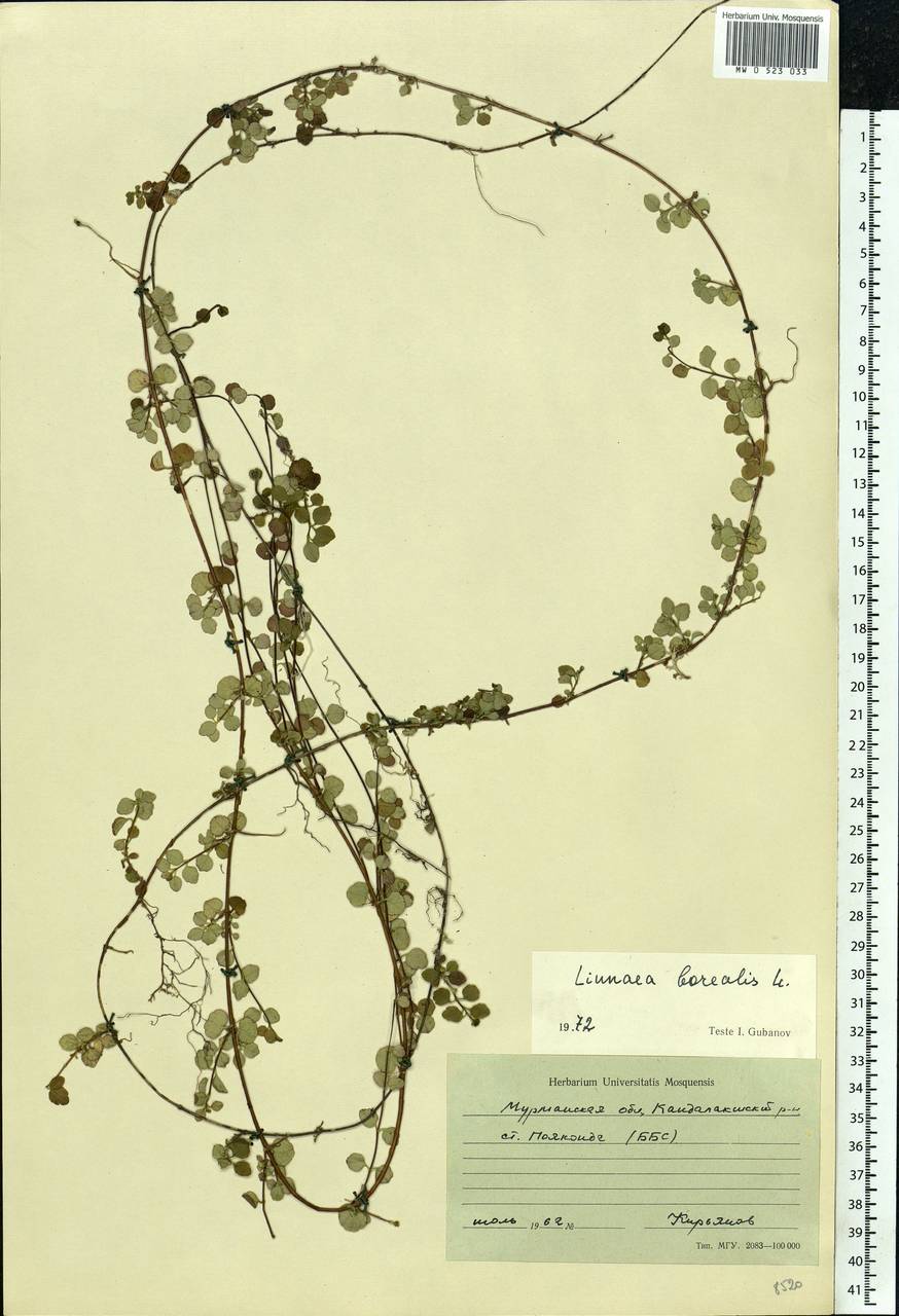 Linnaea borealis L., Eastern Europe, Northern region (E1) (Russia)