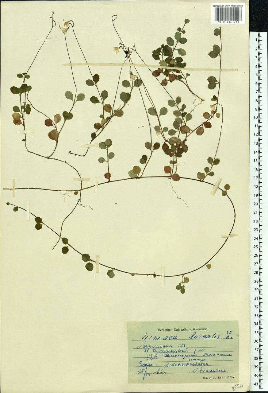 Linnaea borealis L., Eastern Europe, Northern region (E1) (Russia)