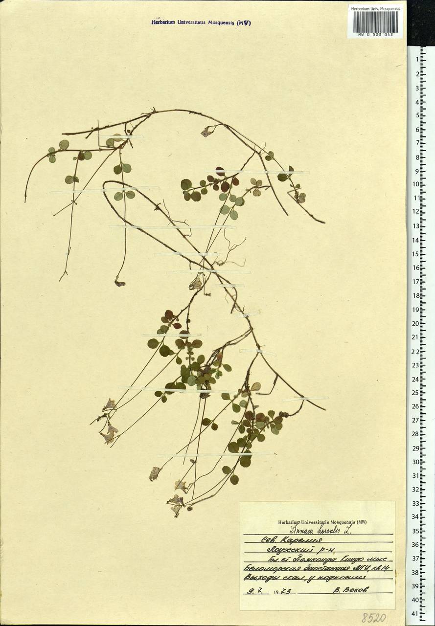 Linnaea borealis L., Eastern Europe, Northern region (E1) (Russia)