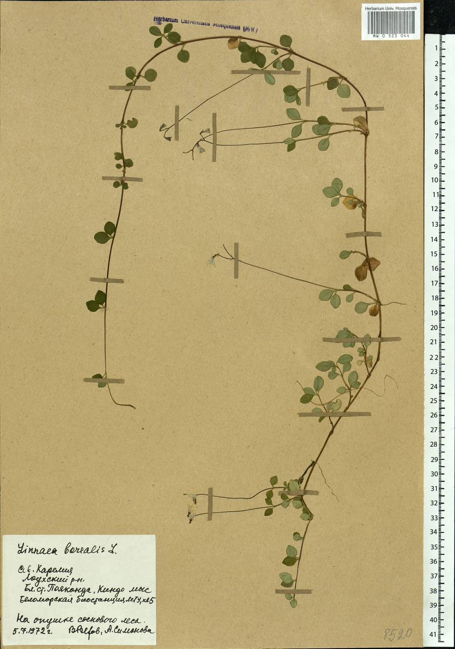 Linnaea borealis L., Eastern Europe, Northern region (E1) (Russia)