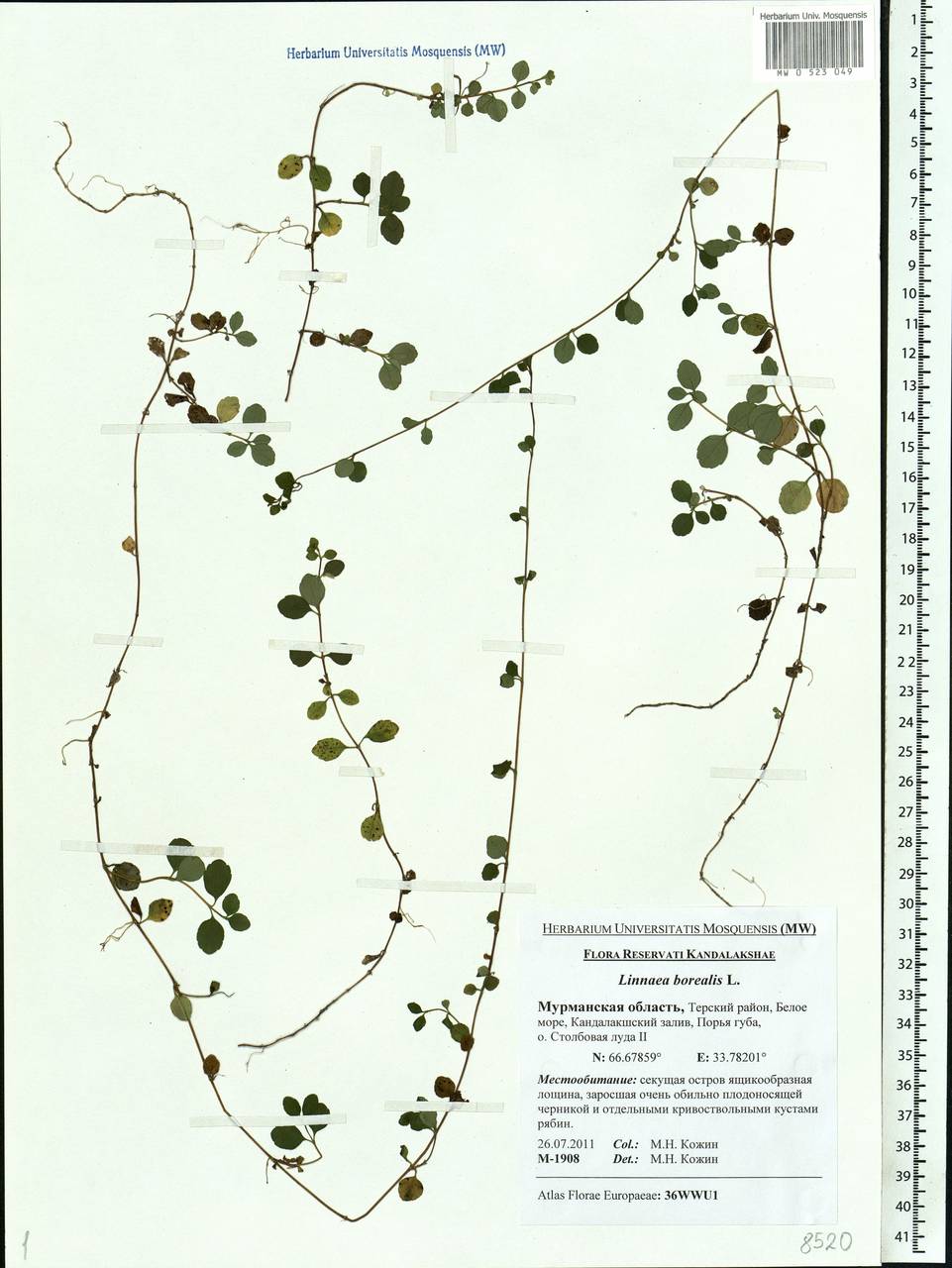 Linnaea borealis L., Eastern Europe, Northern region (E1) (Russia)