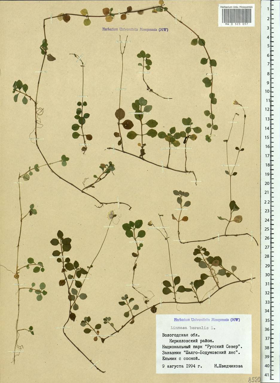 Linnaea borealis L., Eastern Europe, Northern region (E1) (Russia)
