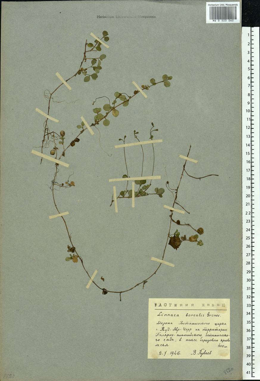 Linnaea borealis L., Eastern Europe, Northern region (E1) (Russia)