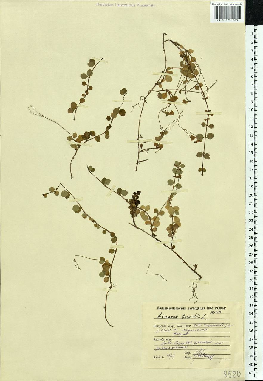 Linnaea borealis L., Eastern Europe, Northern region (E1) (Russia)