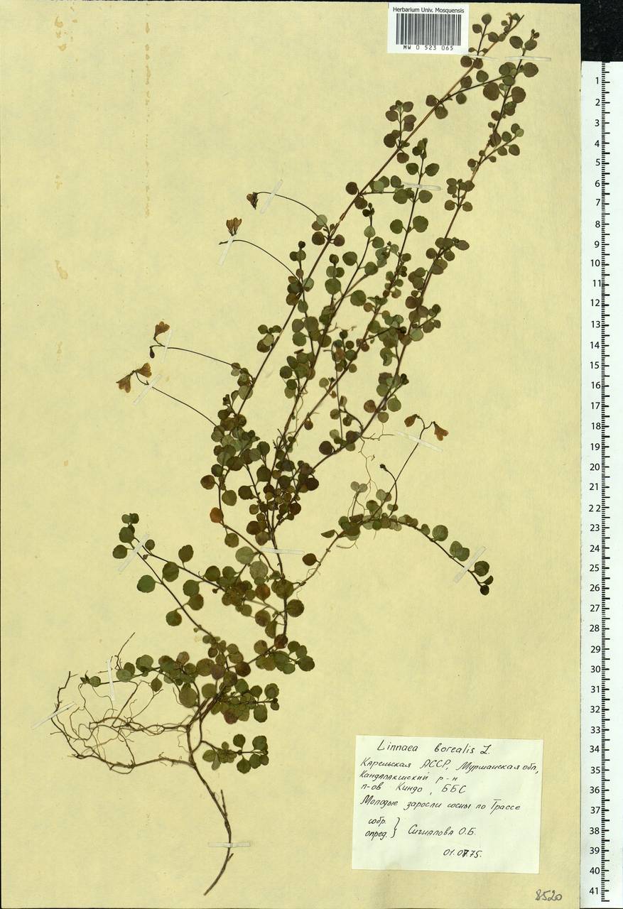 Linnaea borealis L., Eastern Europe, Northern region (E1) (Russia)