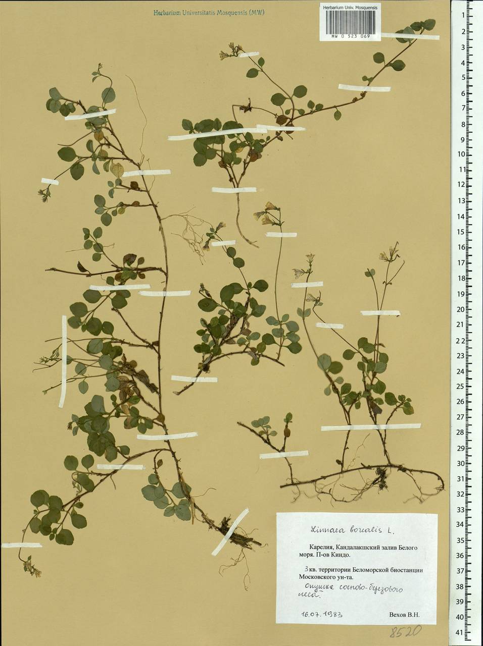 Linnaea borealis L., Eastern Europe, Northern region (E1) (Russia)