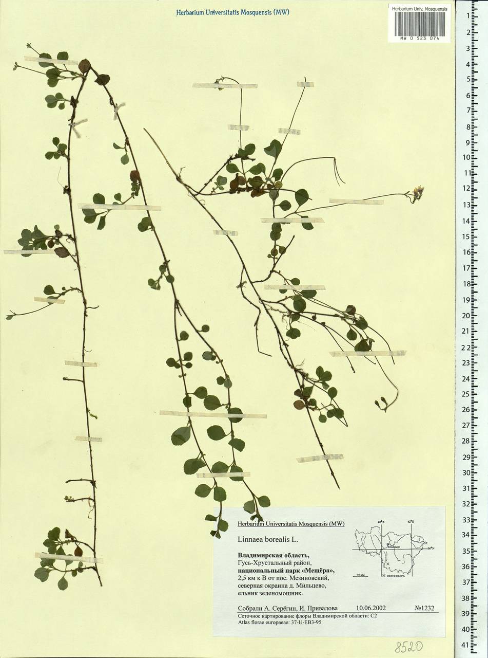 Linnaea borealis L., Eastern Europe, Central region (E4) (Russia)