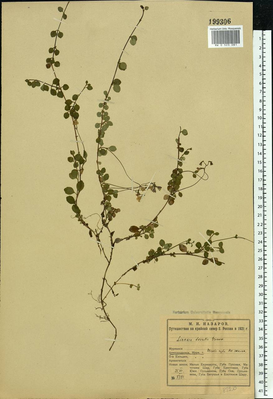 Linnaea borealis L., Eastern Europe, Northern region (E1) (Russia)