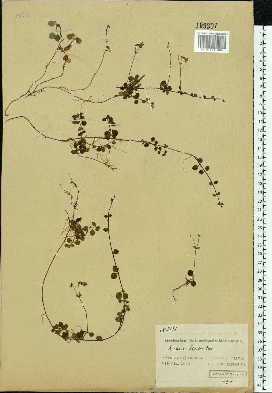 Linnaea borealis L., Eastern Europe, Northern region (E1) (Russia)