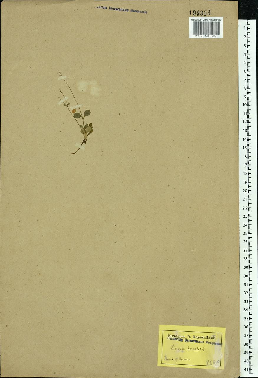 Linnaea borealis L., Eastern Europe, Northern region (E1) (Russia)