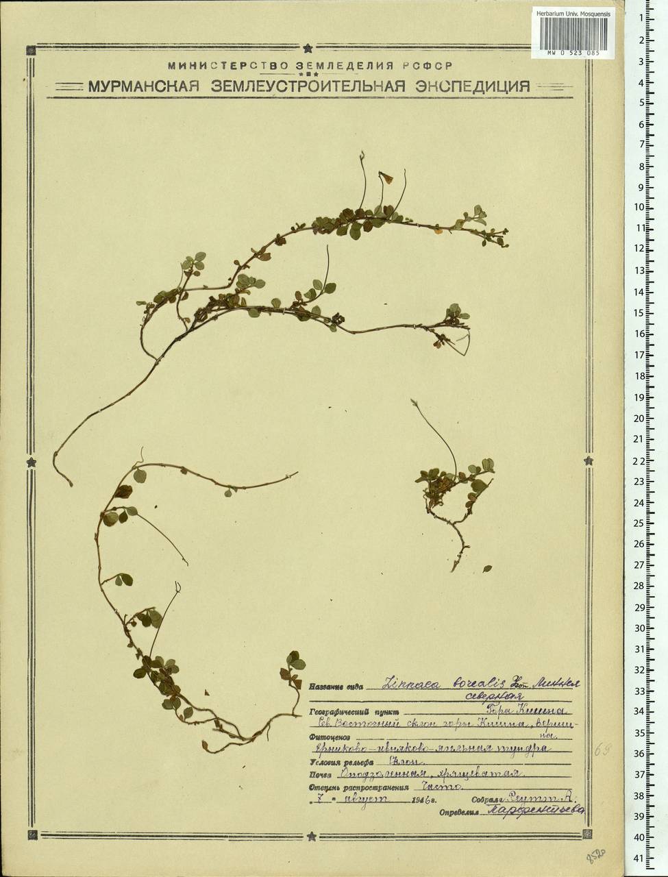 Linnaea borealis L., Eastern Europe, Northern region (E1) (Russia)