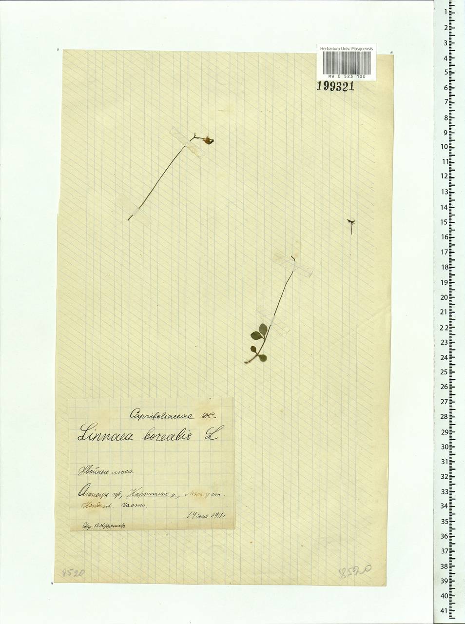 Linnaea borealis L., Eastern Europe, Northern region (E1) (Russia)