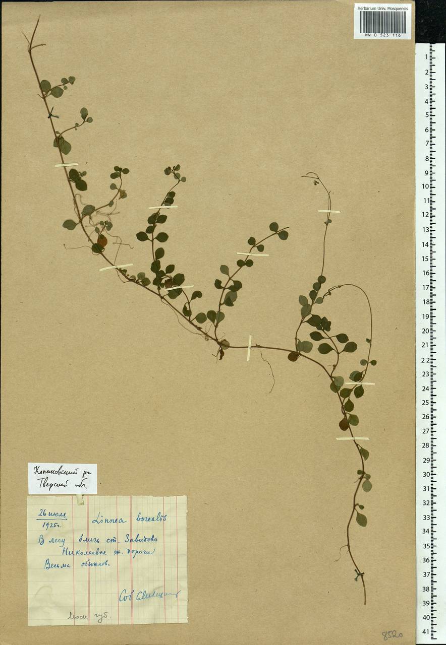 Linnaea borealis L., Eastern Europe, North-Western region (E2) (Russia)