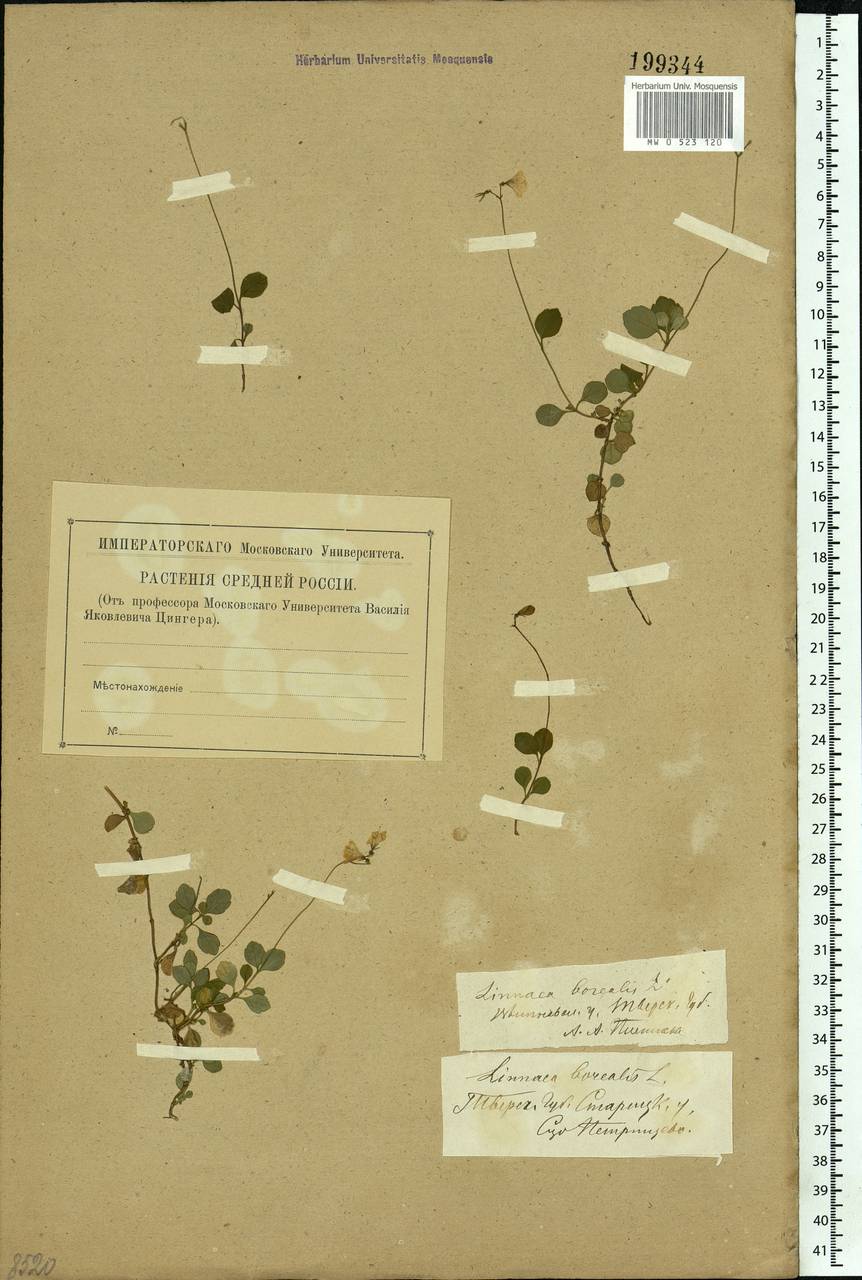 Linnaea borealis L., Eastern Europe, North-Western region (E2) (Russia)