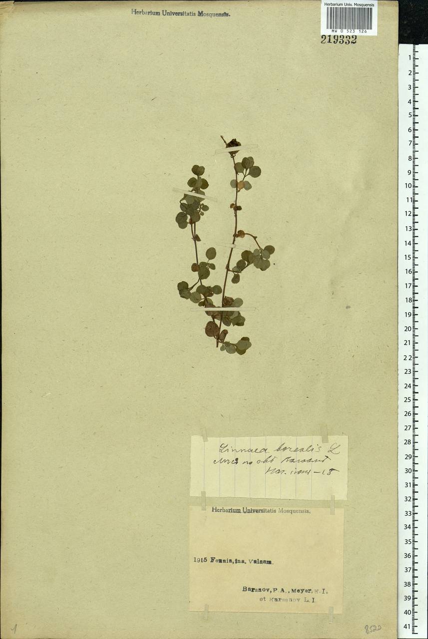 Linnaea borealis L., Eastern Europe, Northern region (E1) (Russia)
