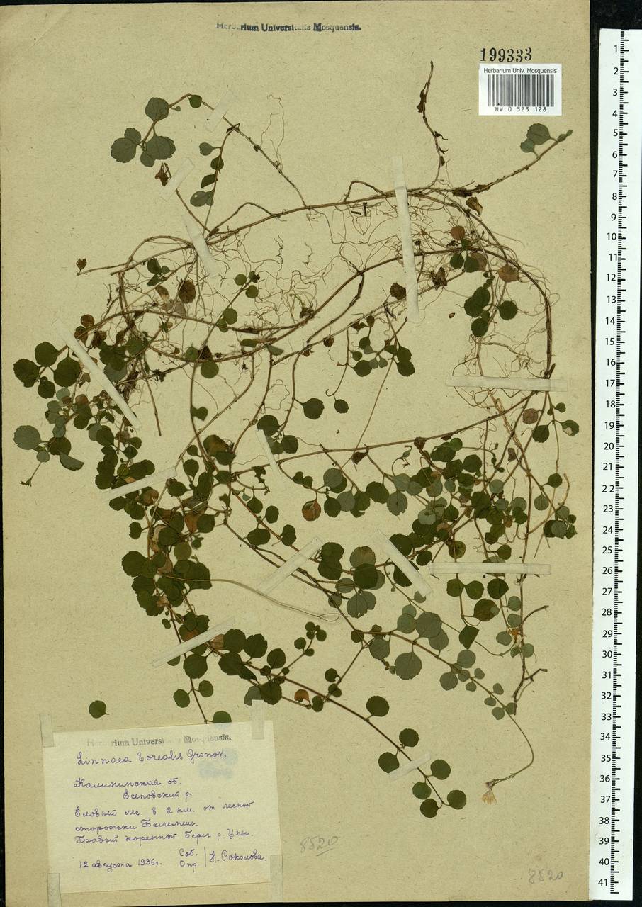 Linnaea borealis L., Eastern Europe, North-Western region (E2) (Russia)