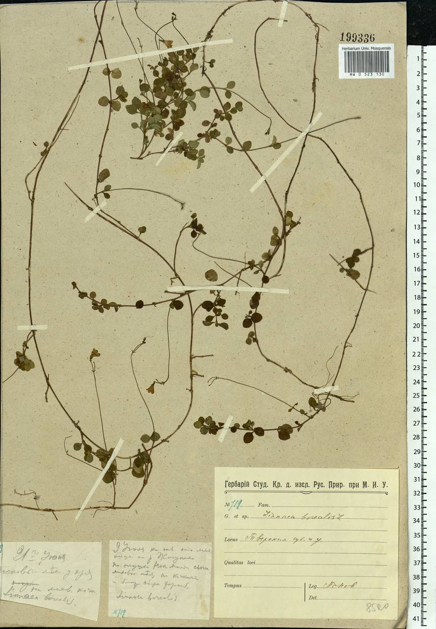 Linnaea borealis L., Eastern Europe, North-Western region (E2) (Russia)