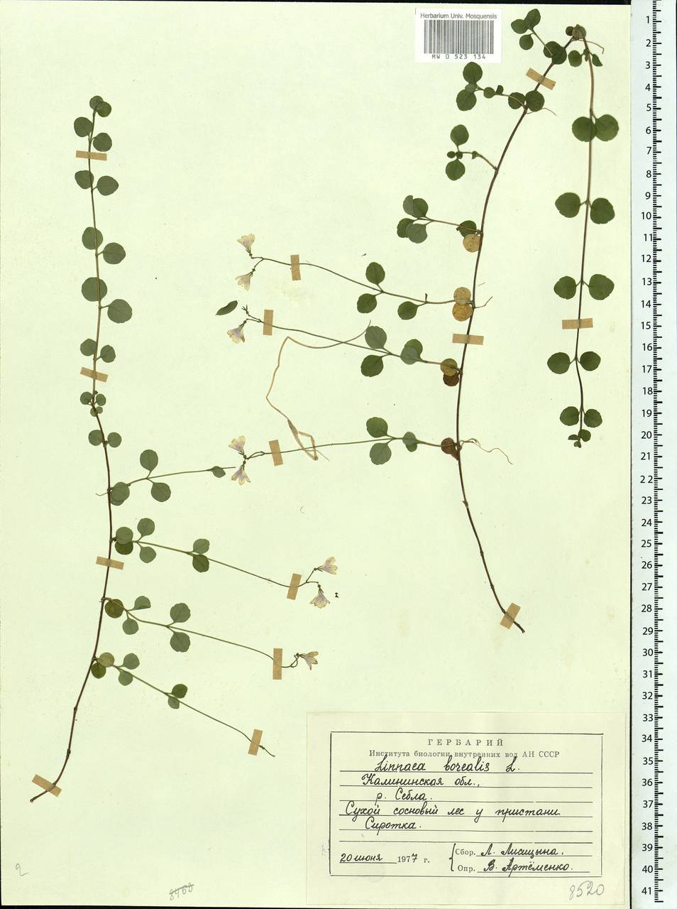 Linnaea borealis L., Eastern Europe, North-Western region (E2) (Russia)