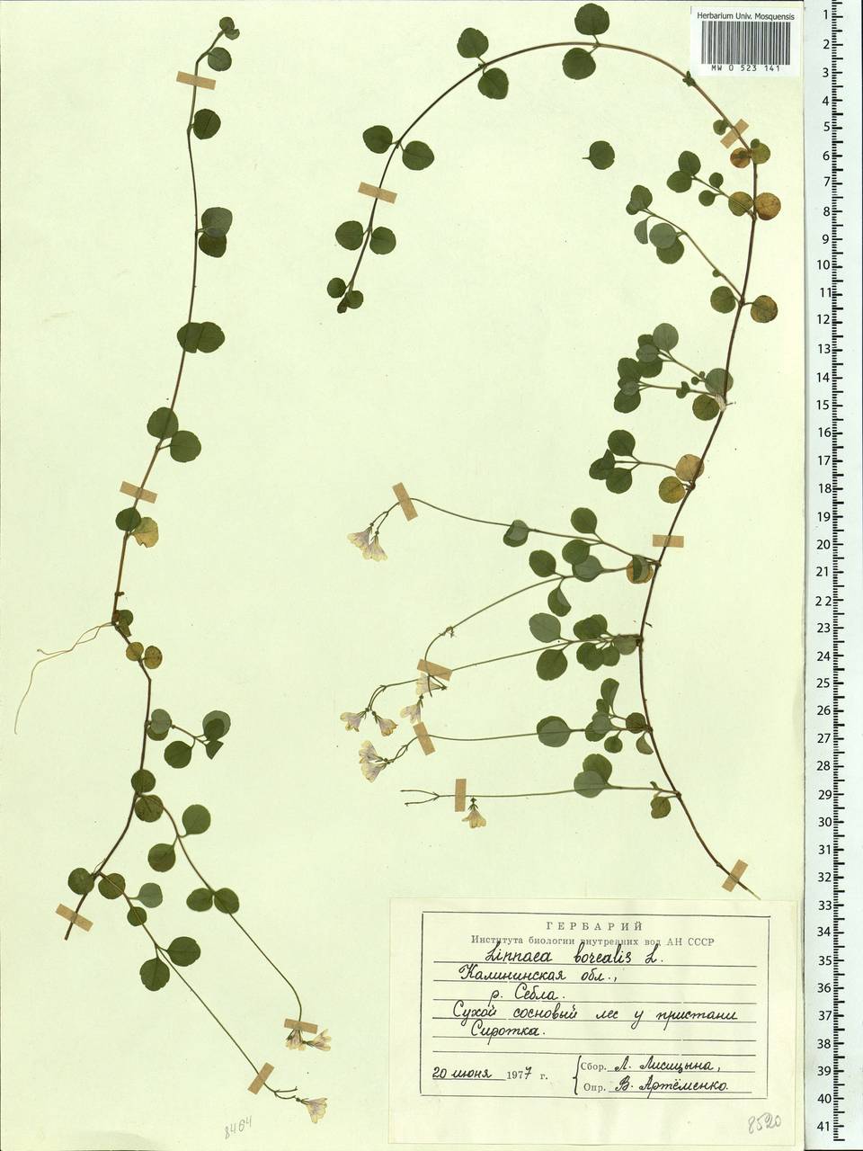 Linnaea borealis L., Eastern Europe, North-Western region (E2) (Russia)