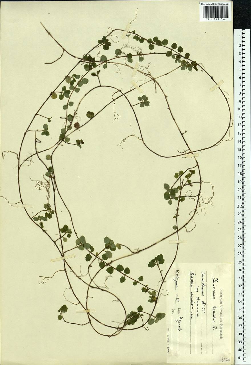 Linnaea borealis L., Eastern Europe, Lithuania (E2a) (Lithuania)