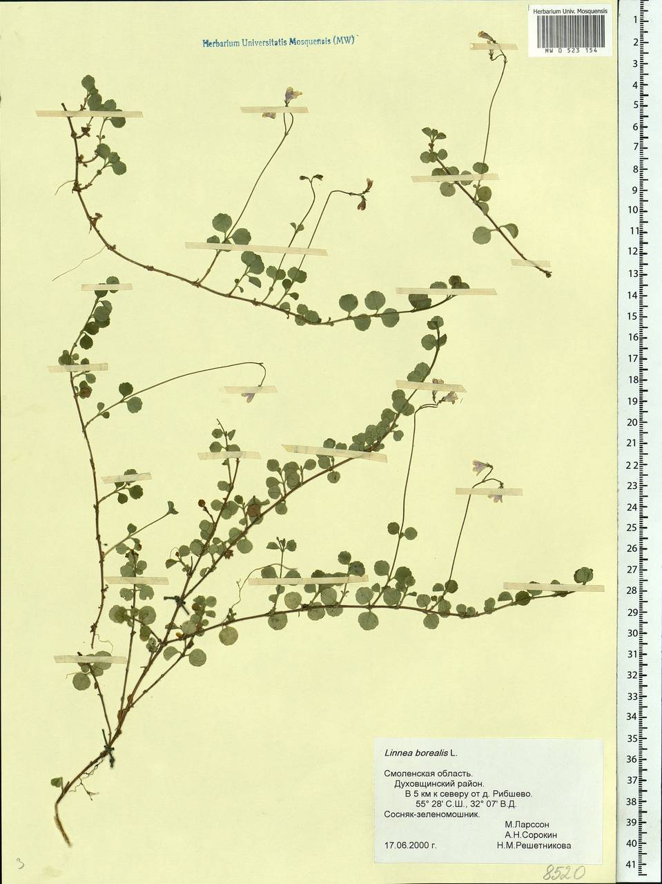 Linnaea borealis L., Eastern Europe, Western region (E3) (Russia)