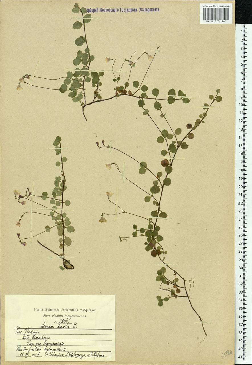 Linnaea borealis L., Eastern Europe, Central region (E4) (Russia)