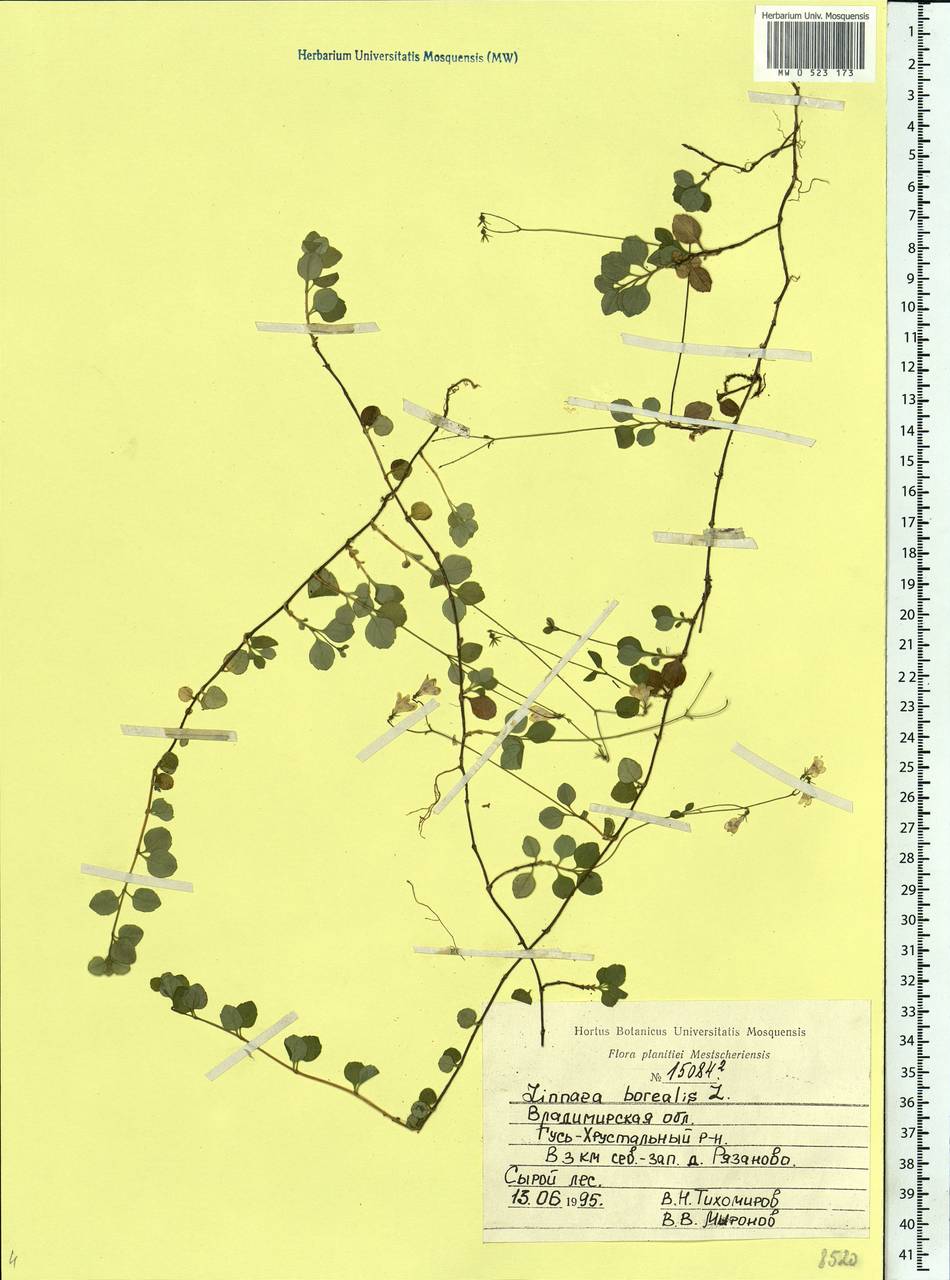 Linnaea borealis L., Eastern Europe, Central region (E4) (Russia)