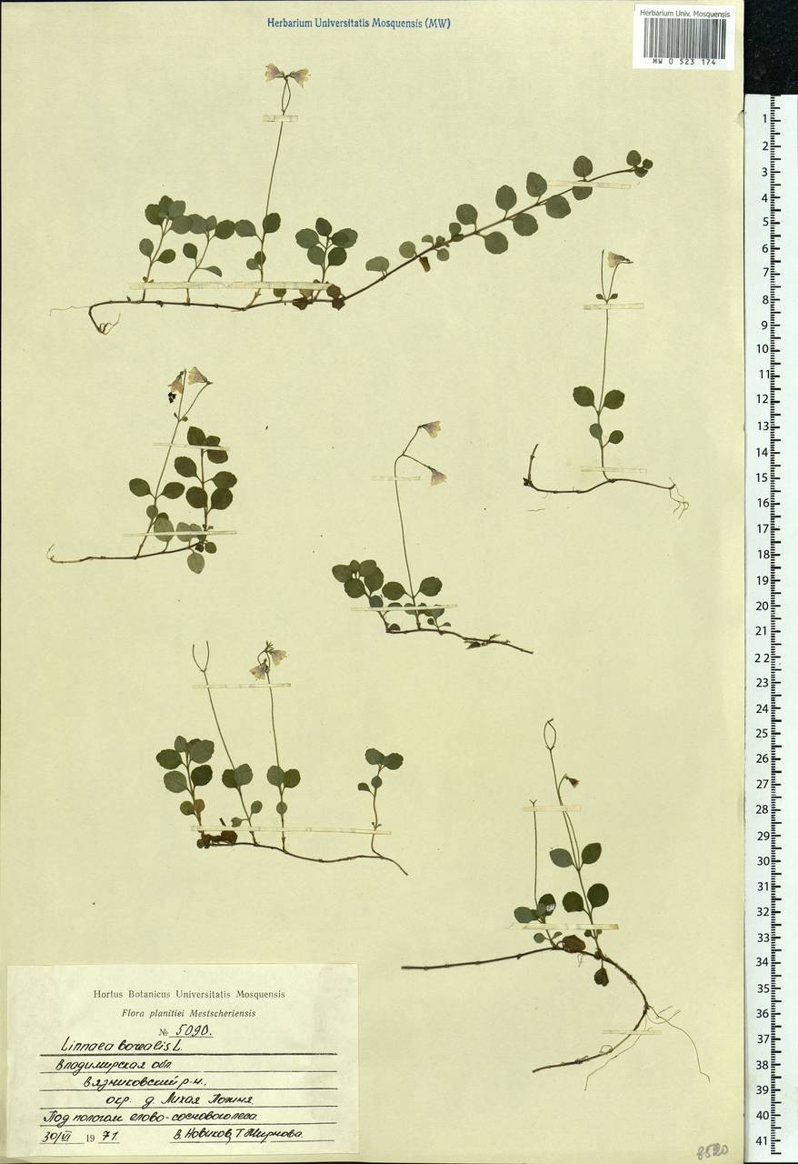 Linnaea borealis L., Eastern Europe, Central region (E4) (Russia)