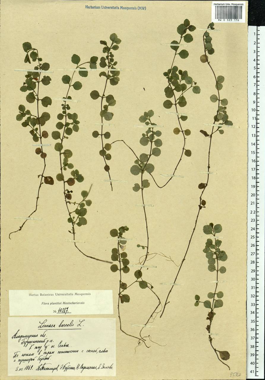 Linnaea borealis L., Eastern Europe, Central region (E4) (Russia)