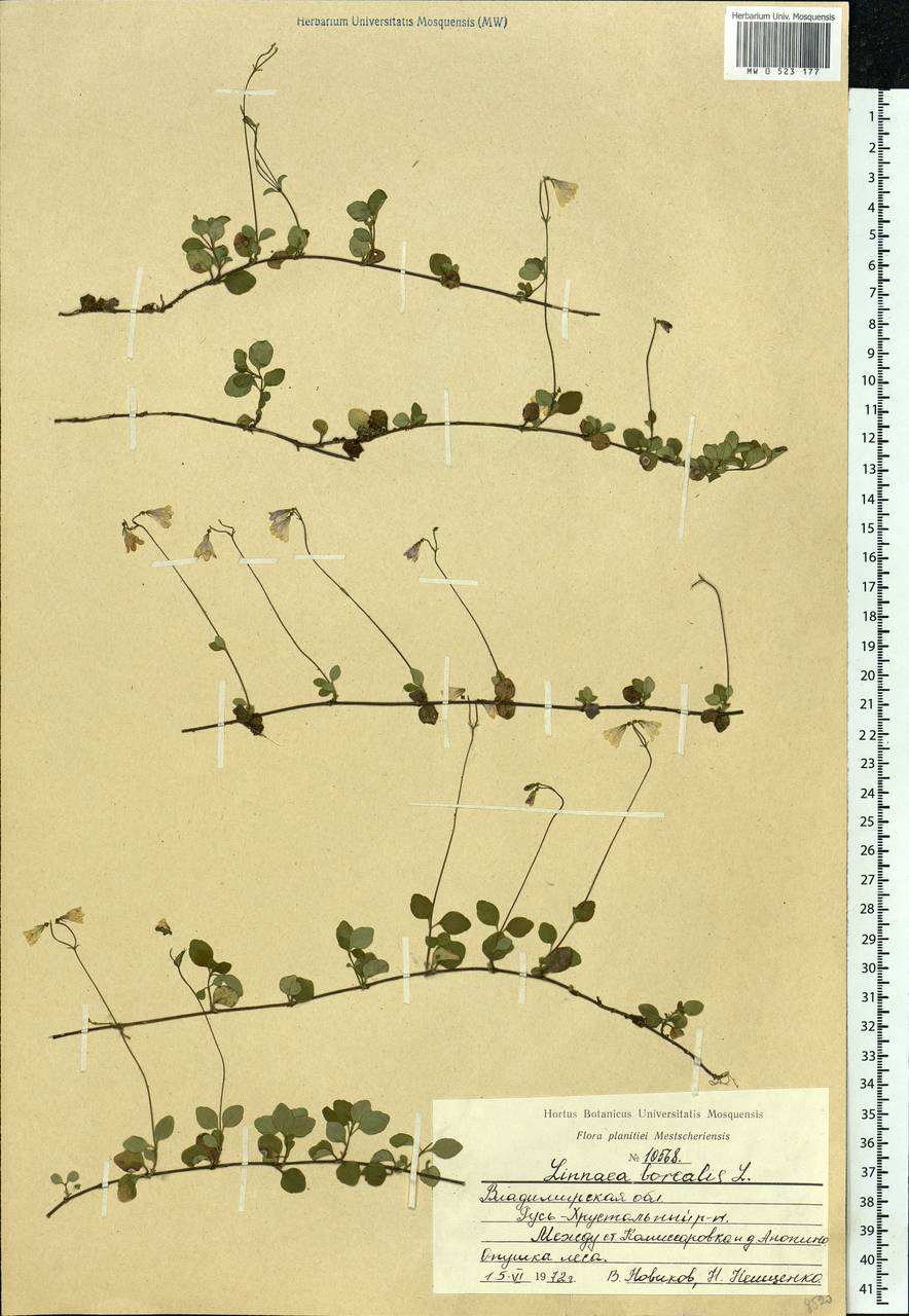 Linnaea borealis L., Eastern Europe, Central region (E4) (Russia)