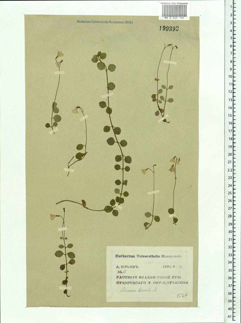 Linnaea borealis L., Eastern Europe, Central region (E4) (Russia)