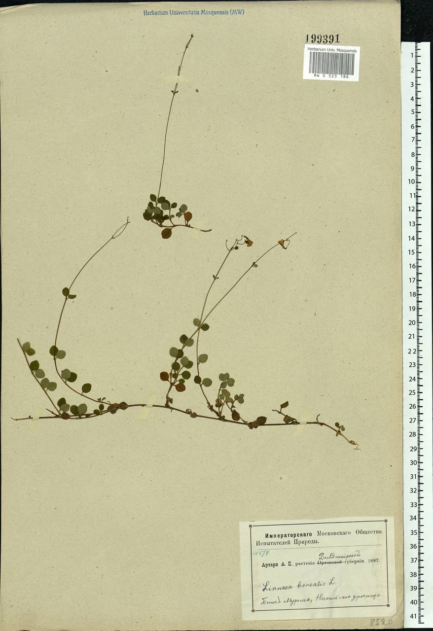 Linnaea borealis L., Eastern Europe, Central region (E4) (Russia)