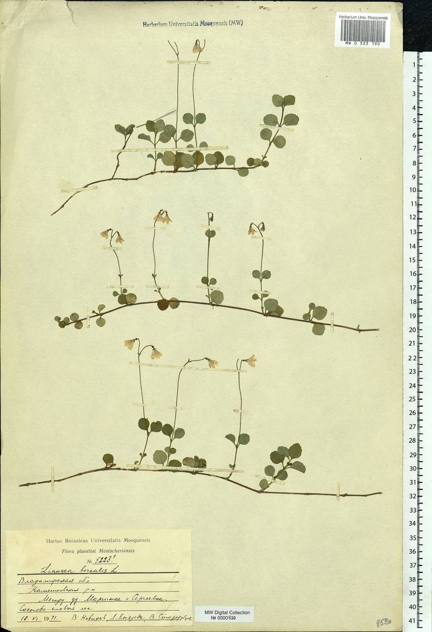 Linnaea borealis L., Eastern Europe, Central region (E4) (Russia)