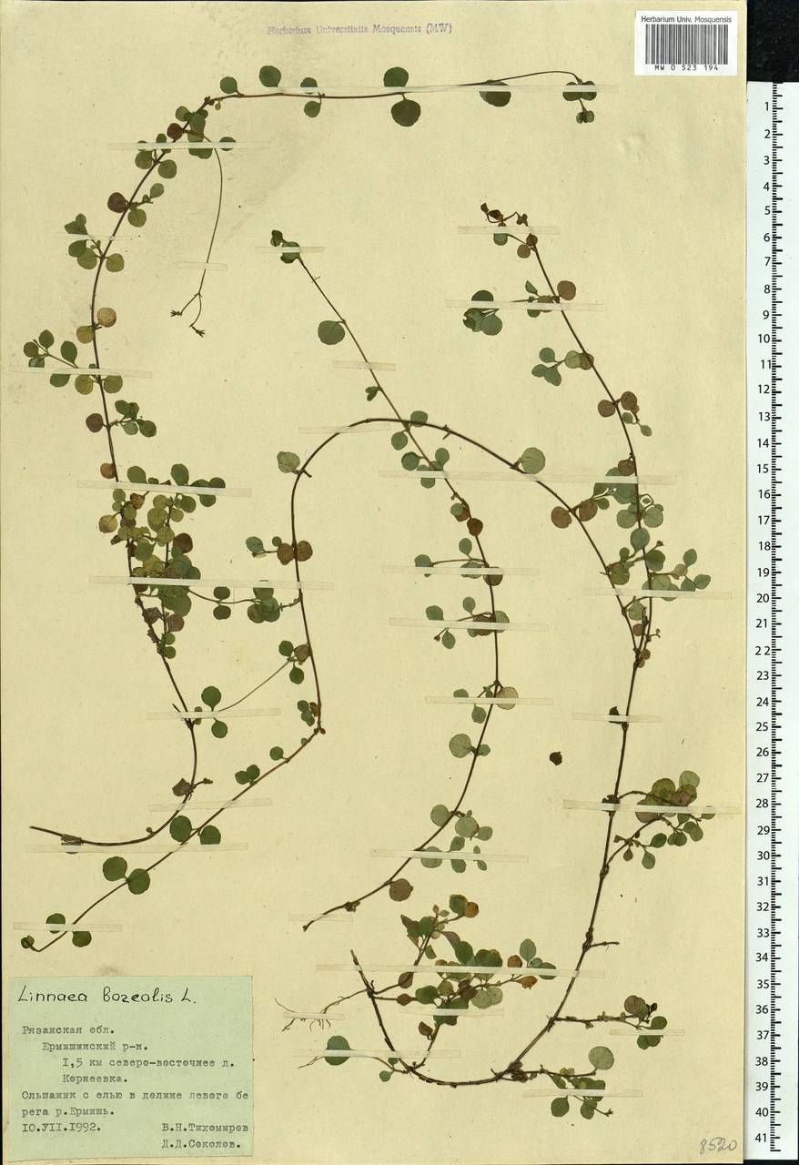 Linnaea borealis L., Eastern Europe, Central region (E4) (Russia)