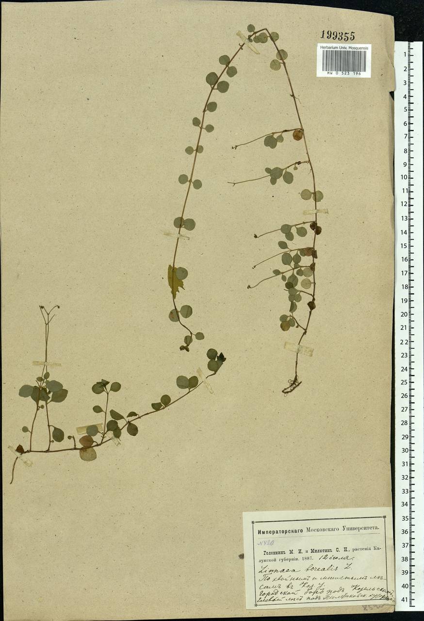 Linnaea borealis L., Eastern Europe, Central region (E4) (Russia)