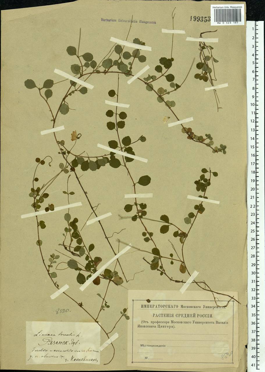 Linnaea borealis L., Eastern Europe, Central region (E4) (Russia)