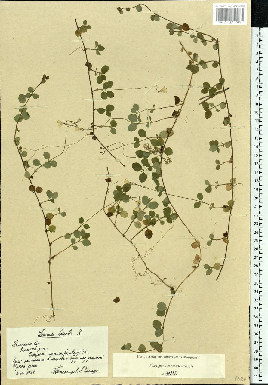 Linnaea borealis L., Eastern Europe, Central region (E4) (Russia)