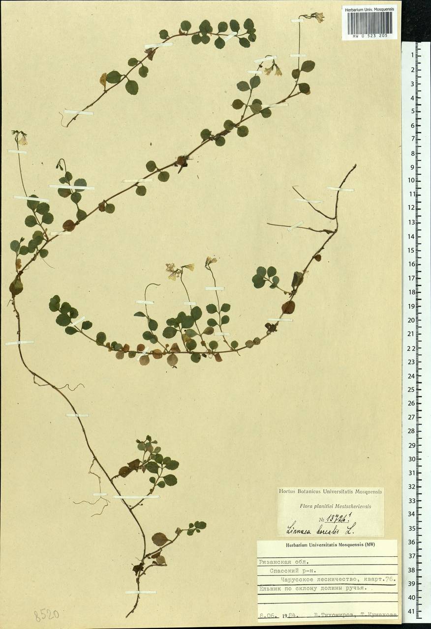 Linnaea borealis L., Eastern Europe, Central region (E4) (Russia)
