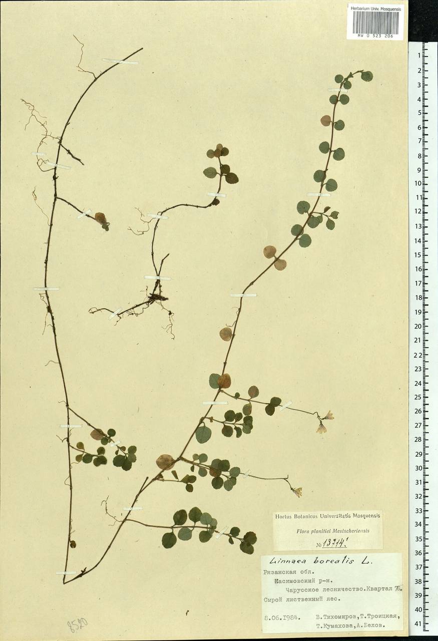 Linnaea borealis L., Eastern Europe, Central region (E4) (Russia)