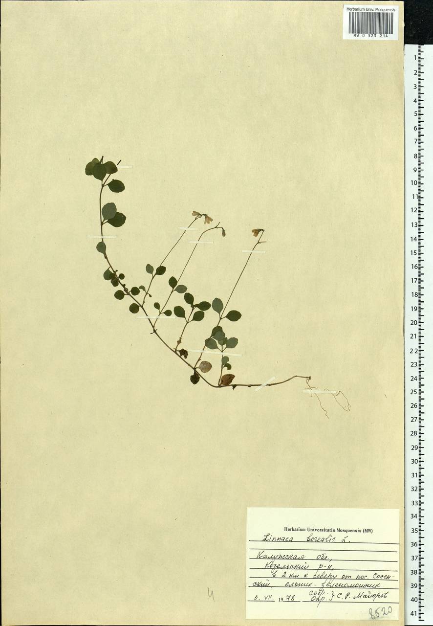 Linnaea borealis L., Eastern Europe, Central region (E4) (Russia)