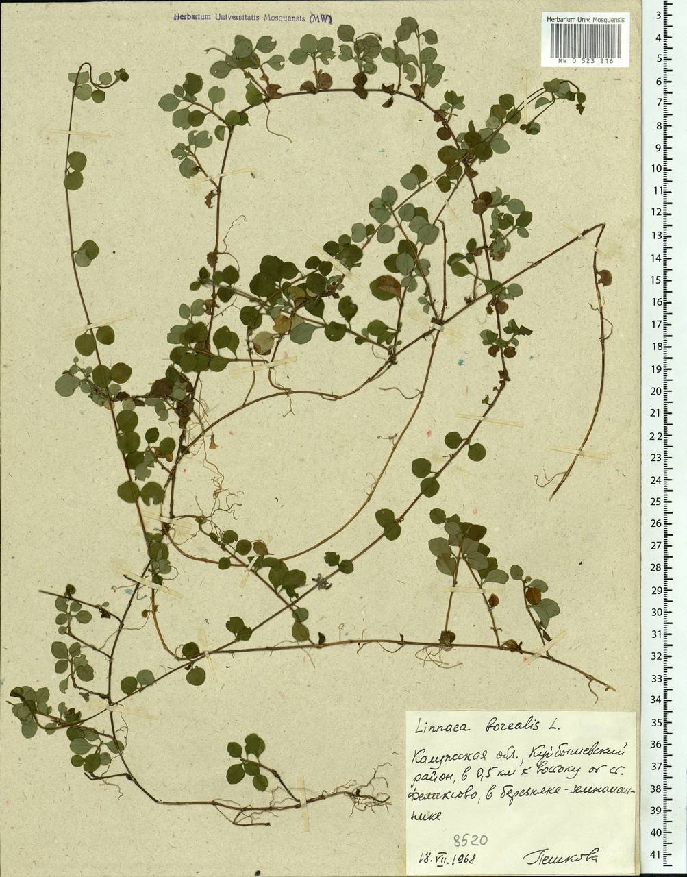 Linnaea borealis L., Eastern Europe, Central region (E4) (Russia)