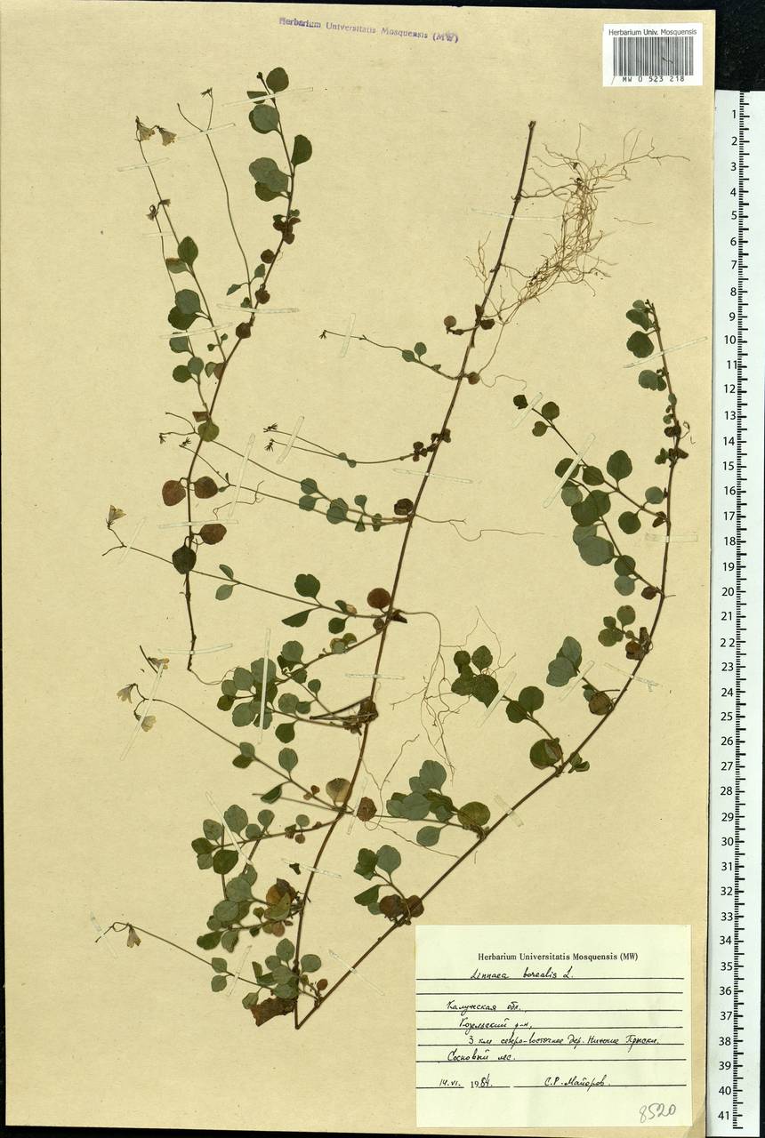 Linnaea borealis L., Eastern Europe, Central region (E4) (Russia)